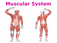 7 Muscular Sys note.pptx